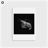 アートポストカード-Vintage prawn marine life illustration - エルンスト ヘッケル Postcard.