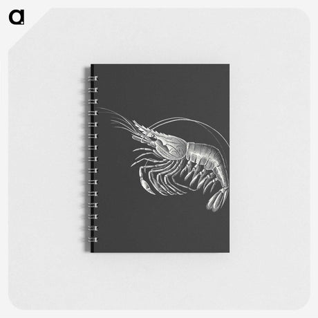 2-44_Ernst-Haeckel_memo
