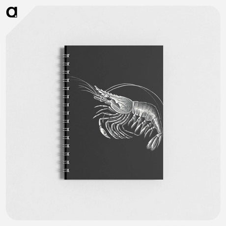アートメモ帳-Vintage prawn marine life illustration - エルンスト ヘッケル Memo.