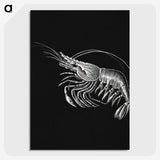 2-44_Ernst-Haeckel_picture-crop