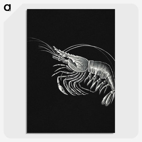 2-44_Ernst-Haeckel_picture-crop