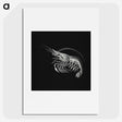 2-44_Ernst-Haeckel_picture