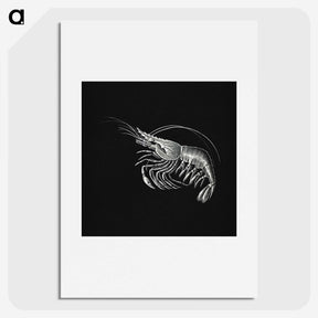 2-44_Ernst-Haeckel_picture