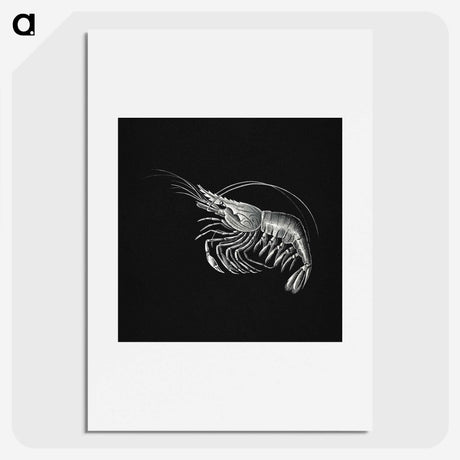 2-44_Ernst-Haeckel_picture