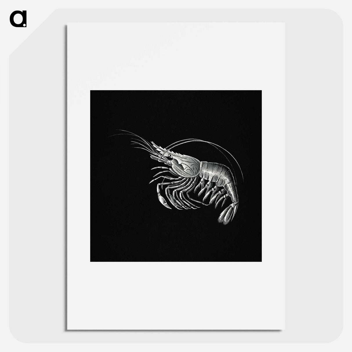 Vintage prawn marine life illustration - エルンスト ヘッケル Poster.