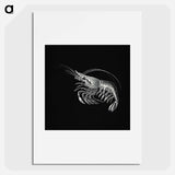 Vintage prawn marine life illustration - エルンスト ヘッケル Poster.