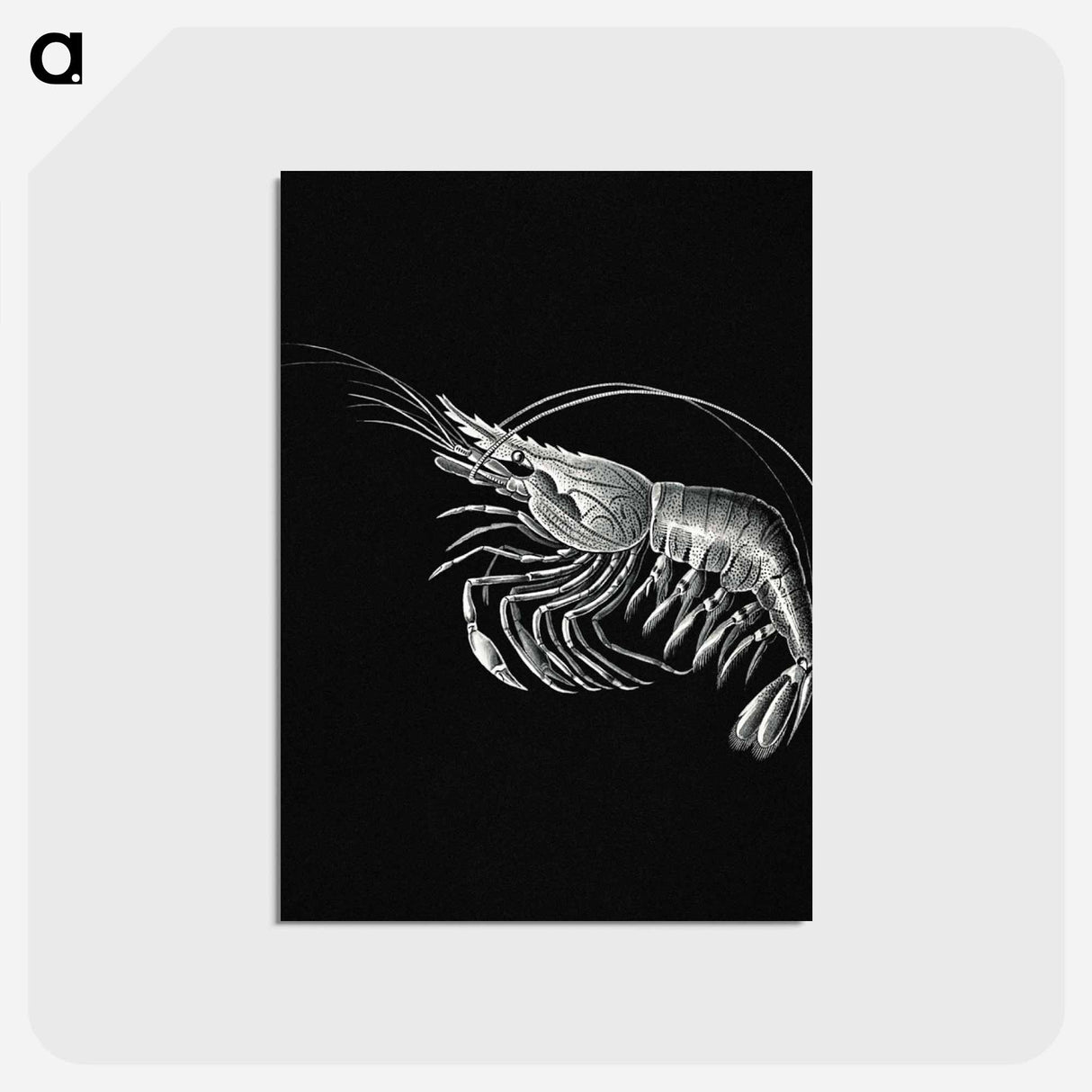 アートポストカード-Vintage prawn marine life illustration - エルンスト ヘッケル Postcard.