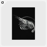 アートポストカード-Vintage prawn marine life illustration - エルンスト ヘッケル Postcard.