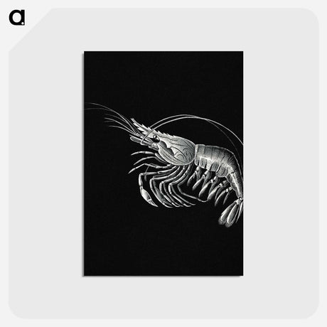 アートポストカード-Vintage prawn marine life illustration - エルンスト ヘッケル Postcard.
