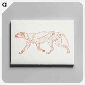 アートパネル-Leopard Body, Lateral View
 - ジョージ スタッブス Canvas.
