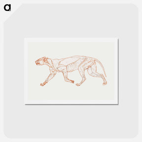 アートポストカード-Leopard Body, Lateral View
 - ジョージ スタッブス Postcard.