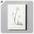2-44_Histoire-des-Plantes-Grasses_canvas