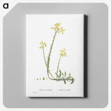 2-44_Histoire-des-Plantes-Grasses_canvas