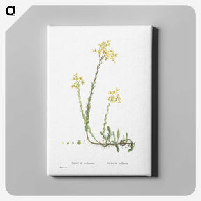 2-44_Histoire-des-Plantes-Grasses_canvas