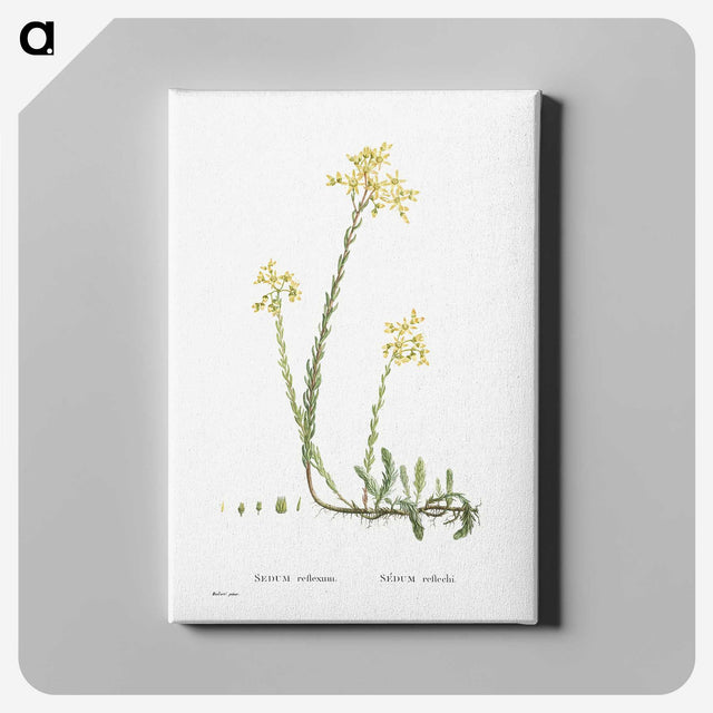 2-44_Histoire-des-Plantes-Grasses_canvas