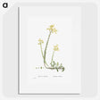 2-44_Histoire-des-Plantes-Grasses_picture