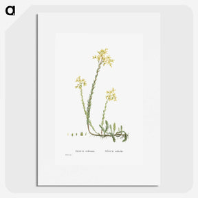 2-44_Histoire-des-Plantes-Grasses_picture