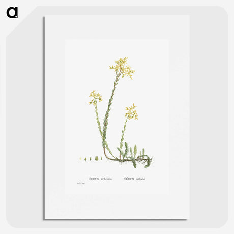 2-44_Histoire-des-Plantes-Grasses_picture