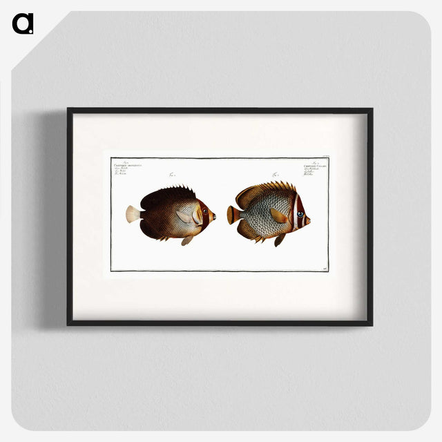 2-44_Ichtyologie-ou-Histoire-naturelle_blk