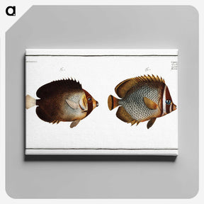 2-44_Ichtyologie-ou-Histoire-naturelle_canvas