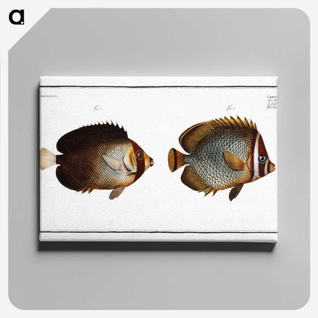 2-44_Ichtyologie-ou-Histoire-naturelle_canvas