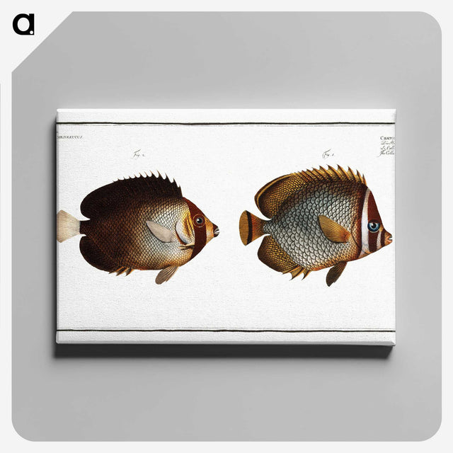 2-44_Ichtyologie-ou-Histoire-naturelle_canvas