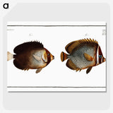 2-44_Ichtyologie-ou-Histoire-naturelle_picture-crop