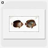 2-44_Ichtyologie-ou-Histoire-naturelle_picture