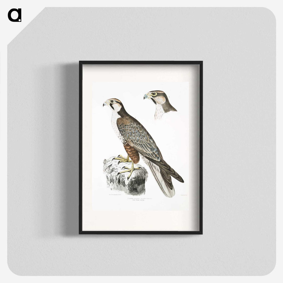 2-44_Indian-Zoology_blk