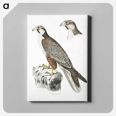 2-44_Indian-Zoology_canvas