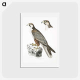 2-44_Indian-Zoology_hagaki