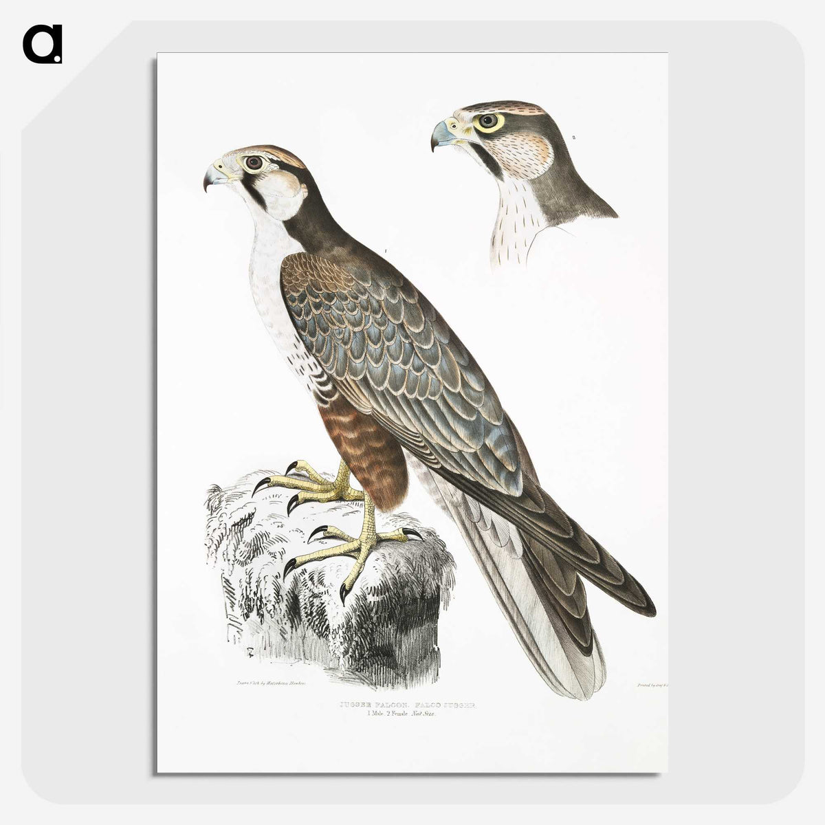 2-44_Indian-Zoology_picture-crop
