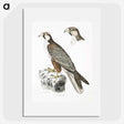 2-44_Indian-Zoology_picture