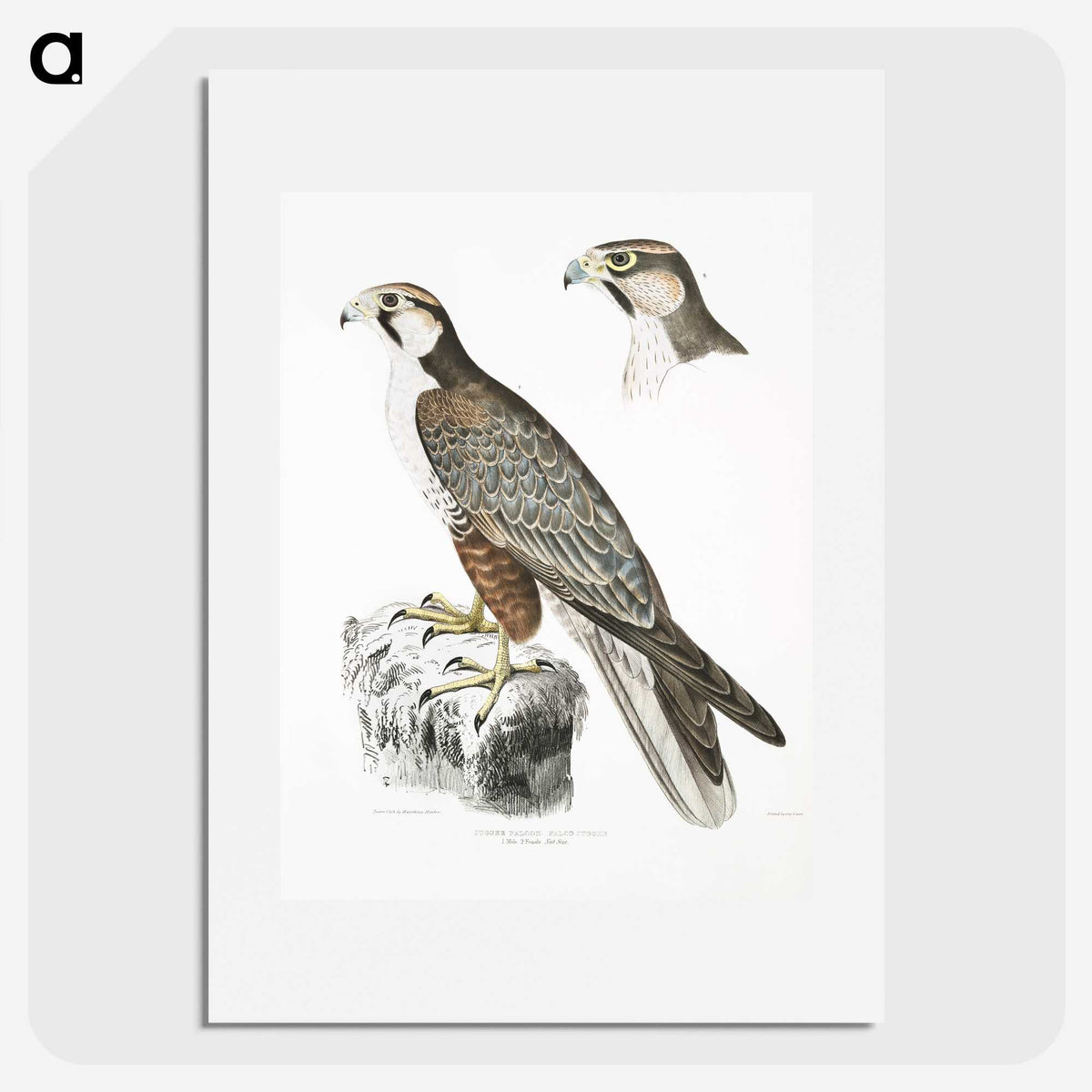 2-44_Indian-Zoology_picture
