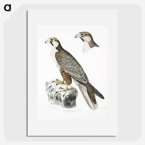 2-44_Indian-Zoology_picture