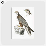 2-44_Indian-Zoology_postcard