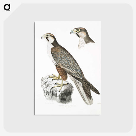 2-44_Indian-Zoology_postcard