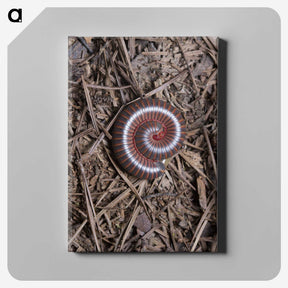 2-44_Insects-Unlocked-Project_canvas