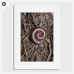 2-44_Insects-Unlocked-Project_picture