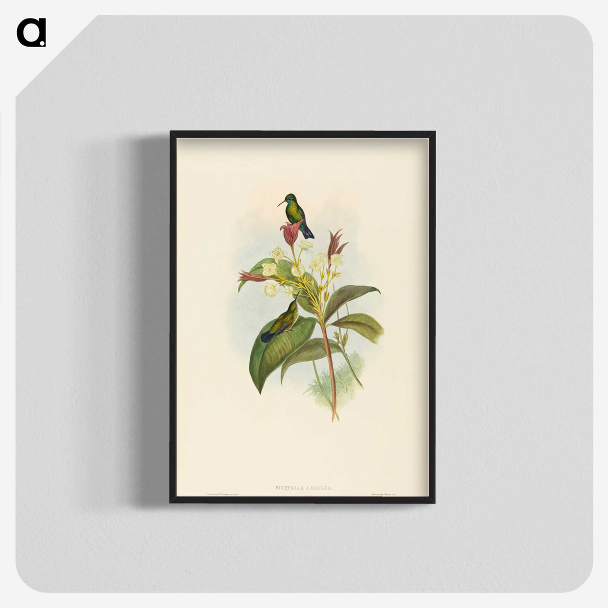 2-44_John-Gould_blk-crop