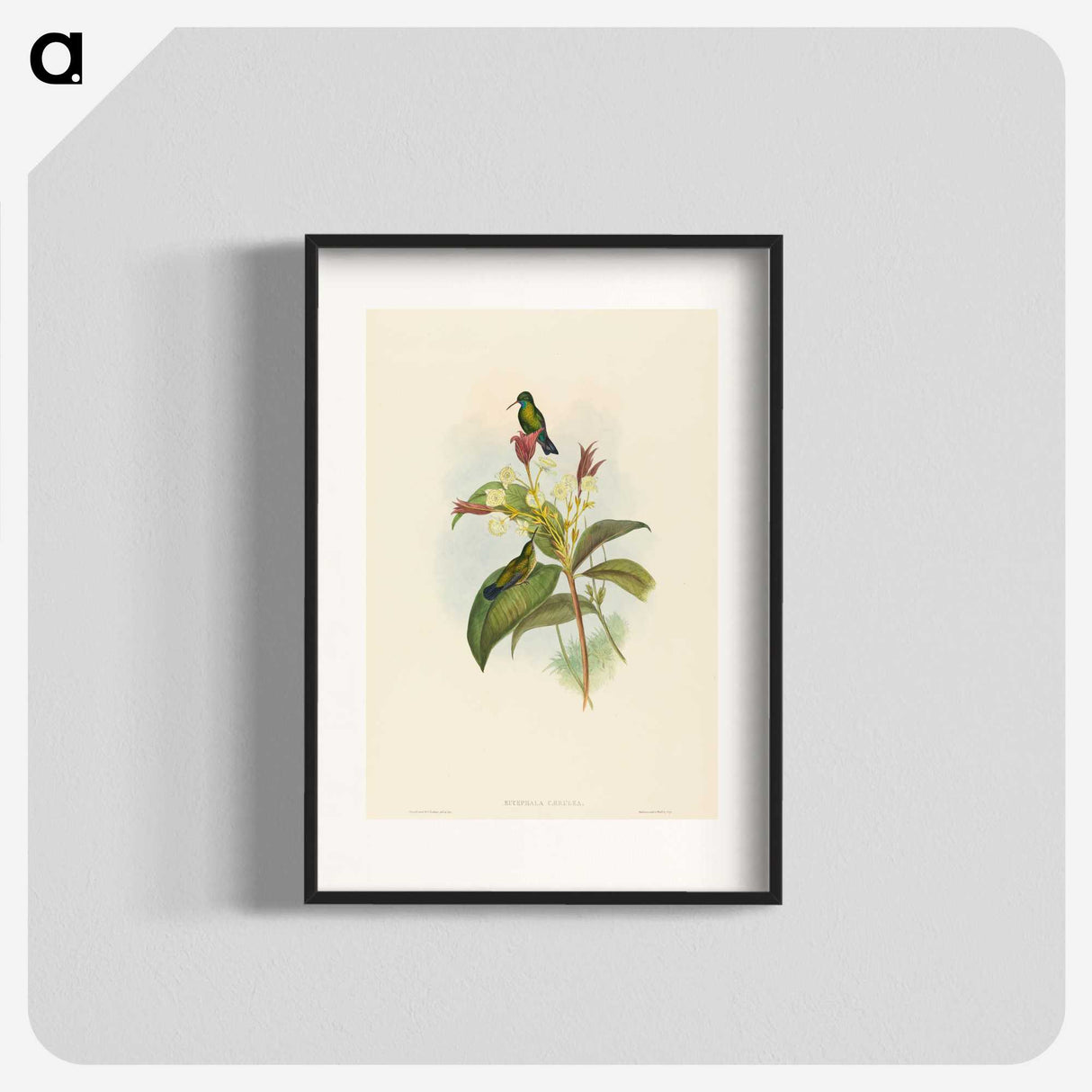 2-44_John-Gould_blk
