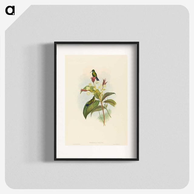 2-44_John-Gould_blk