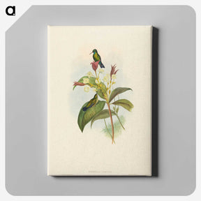 2-44_John-Gould_canvas