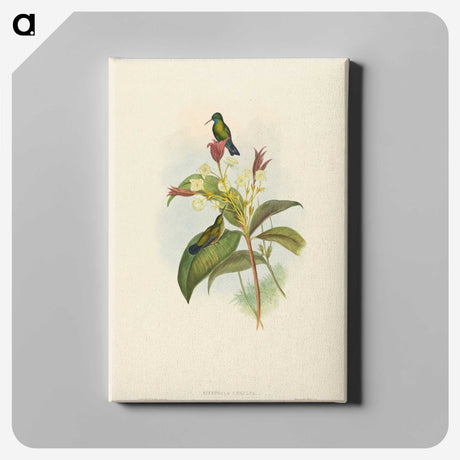 2-44_John-Gould_canvas