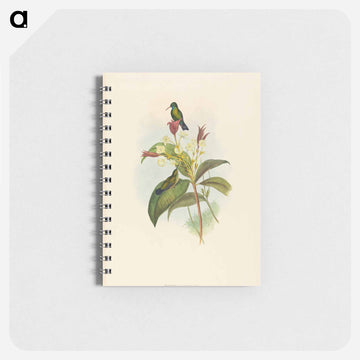 Blue-chinned Sapphire
 - ジョン グールド Memo.