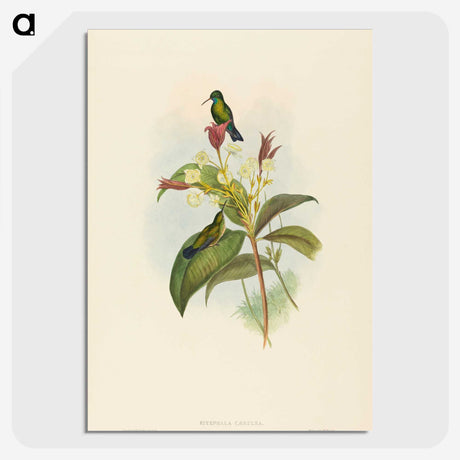 2-44_John-Gould_picture-crop