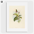 2-44_John-Gould_picture