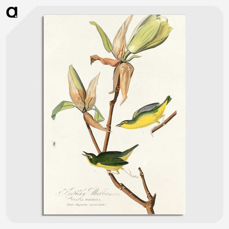 2-44_John-James-Audubon_picture-crop