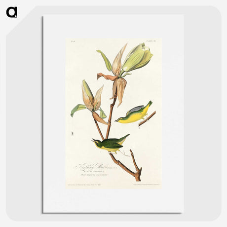 2-44_John-James-Audubon_picture
