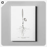 2-44_Les-Palmiers-Histoire-Iconographique_canvas